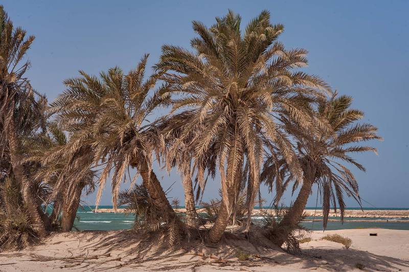 Date palms (Phoenix dactylifera, local name nakheel) on a beach in the area of Al Hamala (Al Hamlah) Water Well near Umm Bab. South-western Qatar, November 7, 2014