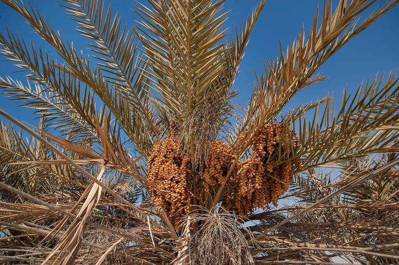 Seeds of date palms (Phoenix dactylifera, local name nakheel) on a beach in the area of Al Hamala (Al Hamlah) Water Well near Umm Bab. South-western Qatar, November 7, 2014