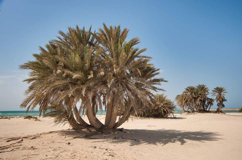 Date palms (Phoenix dactylifera) on a beach in the area of Al Hamala (Al Hamlah) Water Well near Umm Bab. South-western Qatar, November 7, 2014
