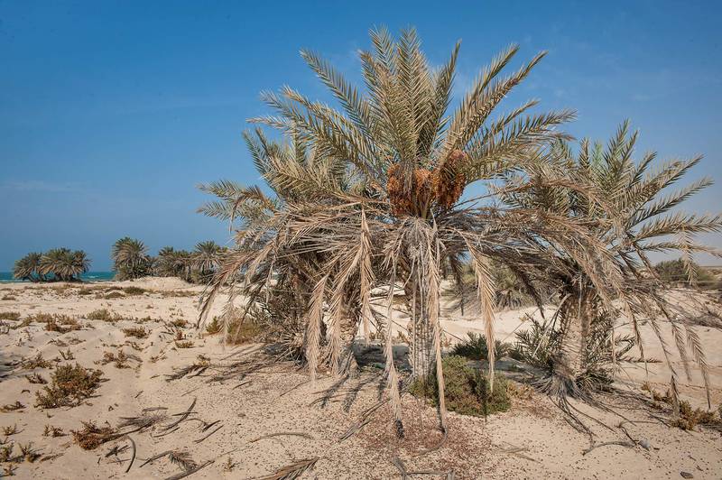 Date palms (Phoenix dactylifera) with seeds on a beach in the area of Al Hamala (Al Hamlah) near Umm Bab in south-western Qatar, November 29, 2014