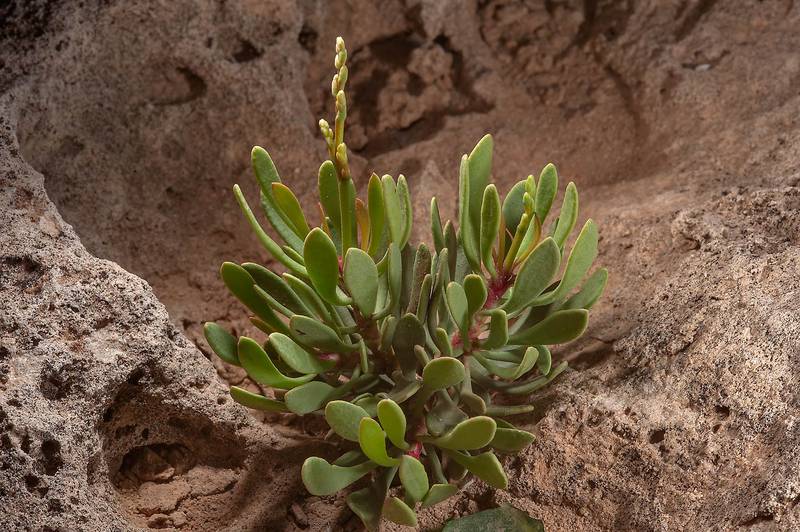 Seedling of sea lavender (Qetaif, Limonium axillare) on rocky ridge of Jebel Fuwairit. Northern Qatar, December 12, 2014