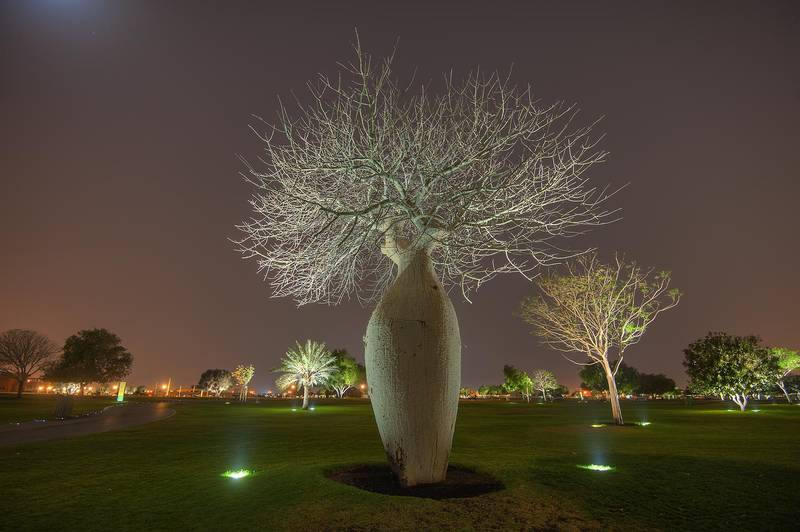 Silk floss tree (Chorisia speciosa, Ceiba speciosa, baobab family) in Aspire Park. Doha, Qatar, April 9, 2015