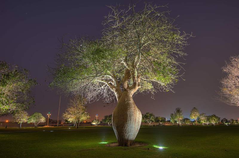 Silk floss tree (Chorisia speciosa, Ceiba speciosa, baobab family) in Aspire Park at morning. Doha, Qatar, April 9, 2015