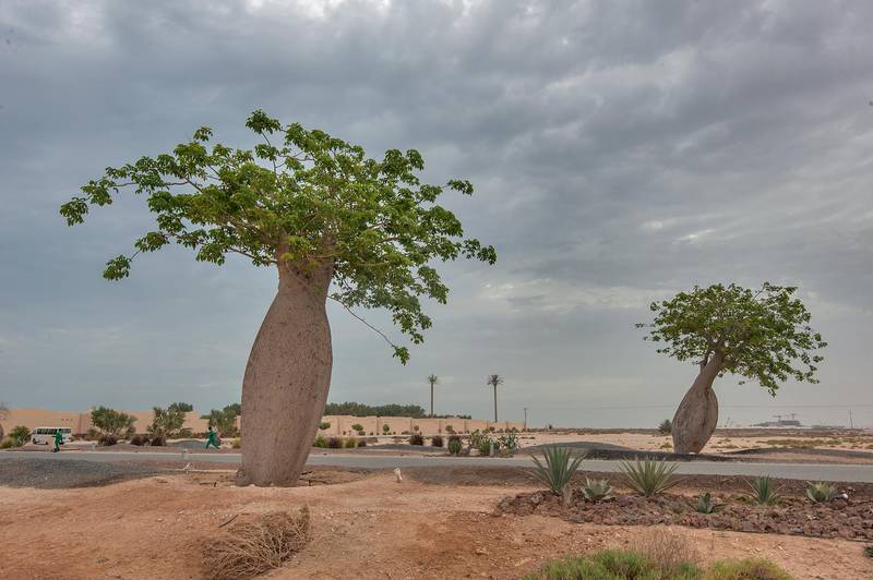 Silk floss trees (Chorisia speciosa, Ceiba speciosa, baobab family) near a beach in Al Jassasiya, on north-eastern coast. Qatar, May 9, 2015