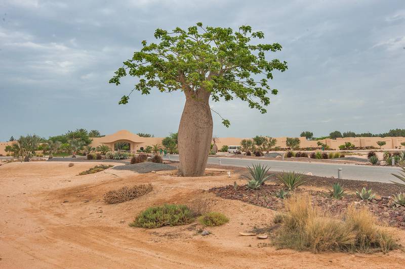 Silk floss tree (Chorisia speciosa, Ceiba speciosa, baobab family) planted in Al Jassasiya, on north-eastern coast. Qatar, May 9, 2015