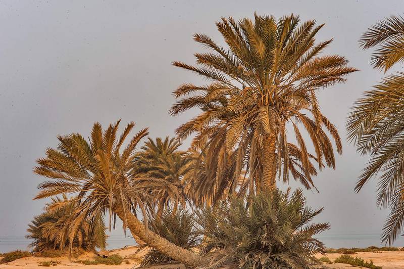 Dusty date palms (Phoenix dactylifera) on a beach in the area of Al Hamala (Al Hamlah) Water Well near Umm Bab. South-western Qatar, September 11, 2015