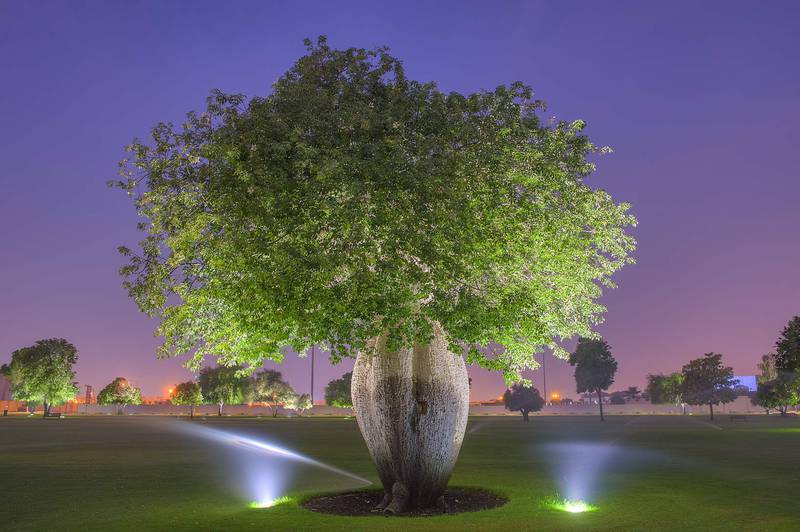 Silk floss tree (Chorisia speciosa, Ceiba speciosa, baobab family) in Aspire Park at dusk. Doha, Qatar, October 22, 2015