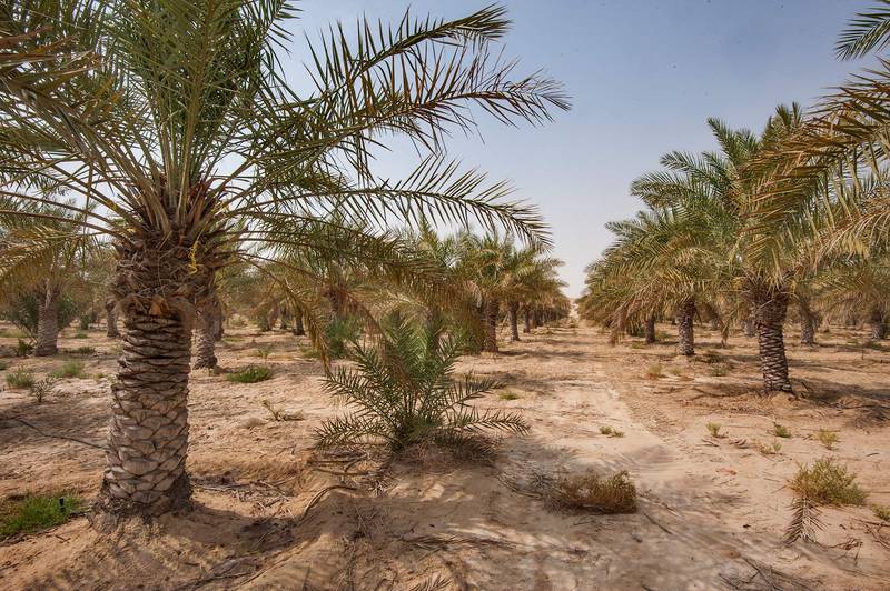 Date palm plantation (Phoenix dactylifera) south-east from Abu Samra in area of Maszhabiya (Al Mashabiya). Southern Qatar, October 23, 2015