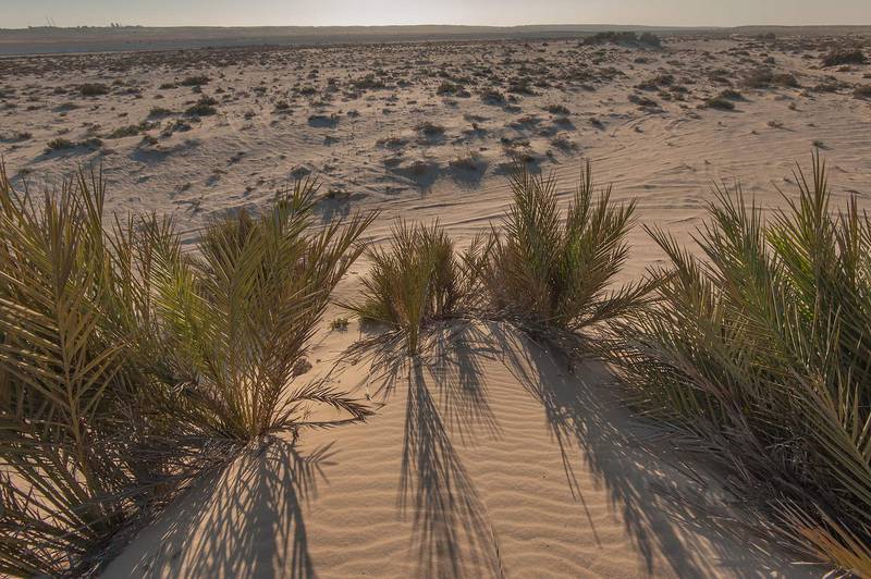 Date palms (Phoenix dactylifera) covered by windblown sand near a beach in the area of Al Hamala (Al Hamlah) Water Well near Umm Bab. South-western Qatar, January 30, 2016
