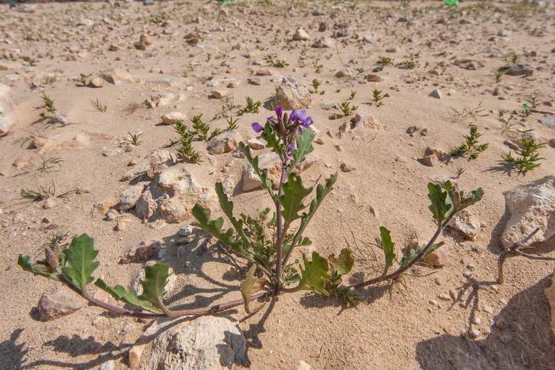 Khozama plant (Horwoodia dicksoniae) on gravel soil near a fence of Al Defai Farm in Lebwairda area north from Al Khor. Qatar, February 12, 2016