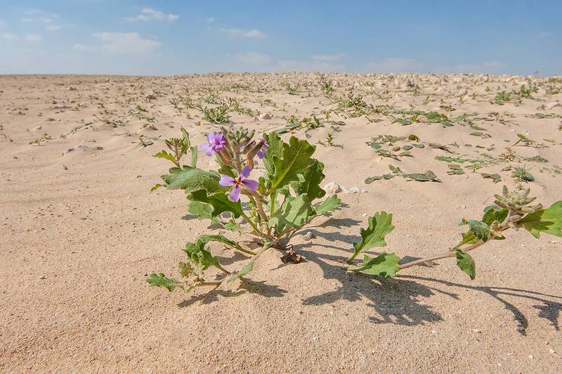 Khozama plant (Horwoodia dicksoniae) on gravel plateau near a fence of Al Defai Farm in Lebwairda area north from Al Khor. Qatar, February 12, 2016