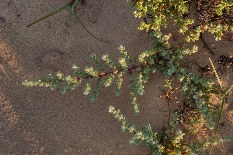 Glasswort (Salsola imbricata)(?) in dew on a rocky ridge of Jebel Fuwairit. Northern Qatar, February 19, 2016