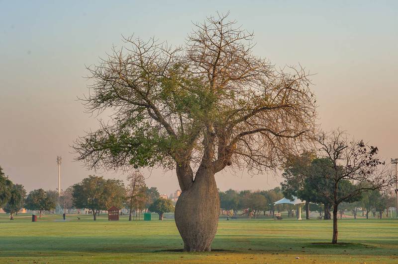 Silk floss tree (Chorisia speciosa, Ceiba speciosa, baobab family) in Aspire Park. Doha, Qatar, March 3, 2016