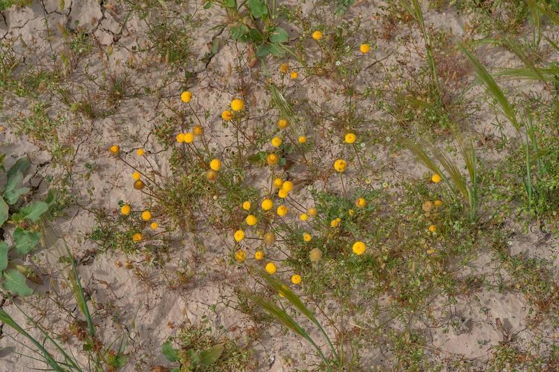 Small yellow flowers of Aaronsohnia factorovskyi in a depression in Al Harrarah. Qatar, March 4, 2016