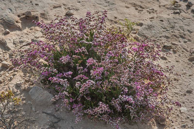 Sea lavender (Qetaif, Limonium axillare) near Jabal Al Jassasiya, on north-eastern coast. Qatar, March 26, 2016