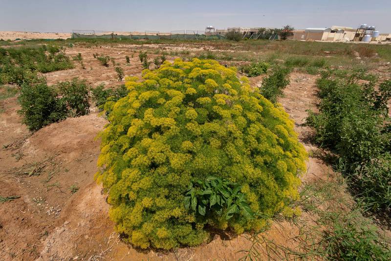 Blooming fennel (Foeniculum vulgare) in a kitchen garden in Harrarah (Al Kharrarah). Southern Qatar, April 23, 2016