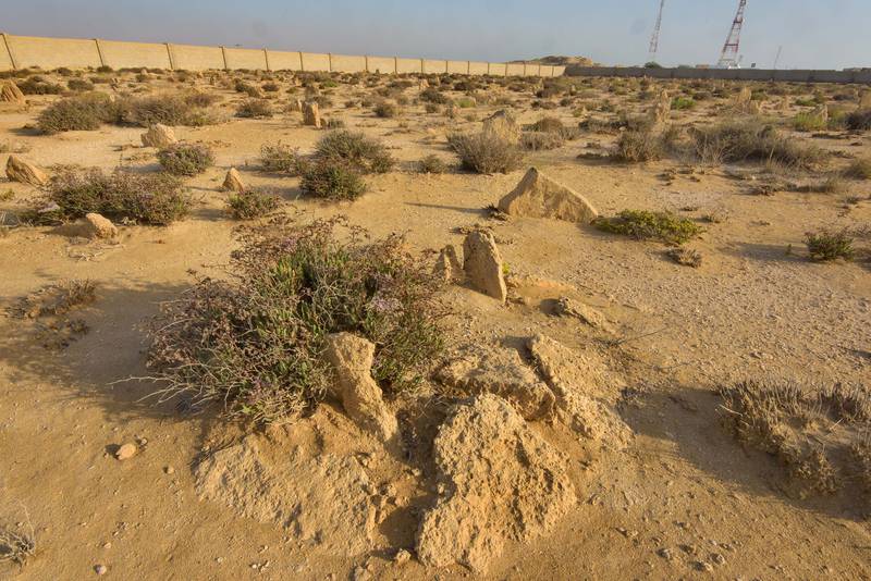 Sea lavender (Limonium axillare) on a cemetery in old fishing village (ghost town) of Al Ghariyah on north-eastern coast, Ash Shamal area. Qatar, June 17, 2016