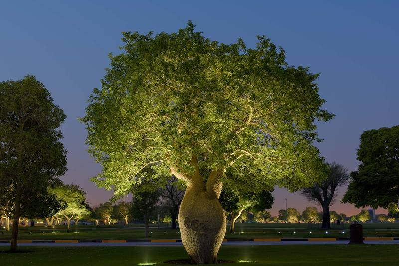 Silk floss tree (Chorisia speciosa, Ceiba speciosa, baobab family) in Aspire Park at dusk. Doha, Qatar, June 27, 2016