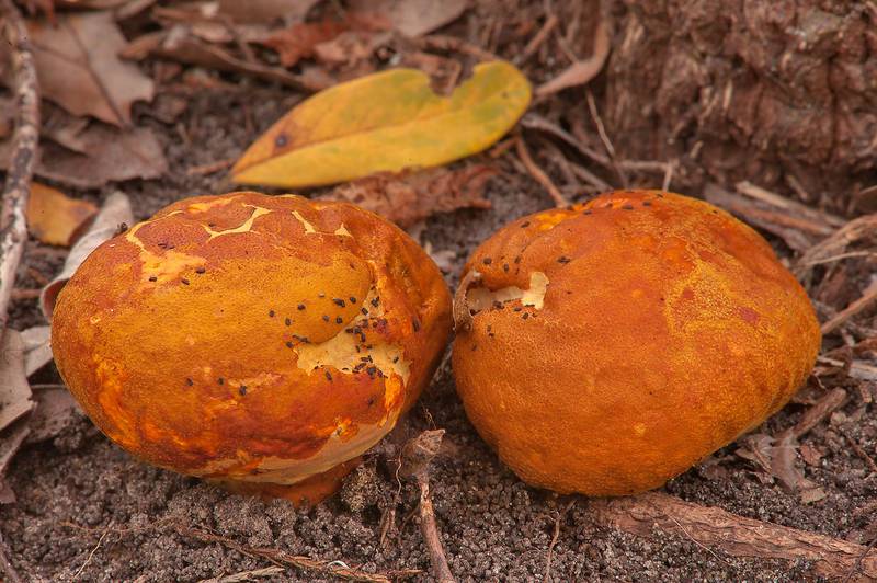 Orange-staining puffball mushrooms (<B>Calvatia rubroflava</B>, Calvatia rugosa) in Washington-on-the-Brazos State Historic Site. Washington, Texas, <A HREF="../date-en/2013-10-06.htm">October 6, 2013</A>