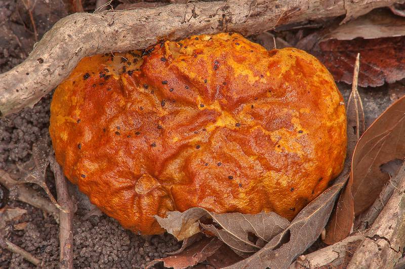 Orange-staining puffball mushroom (<B>Calvatia rubroflava</B>, Calvatia rugosa) in bushes in Washington-on-the-Brazos State Historic Site. Washington, Texas, <A HREF="../date-en/2013-10-06.htm">October 6, 2013</A>