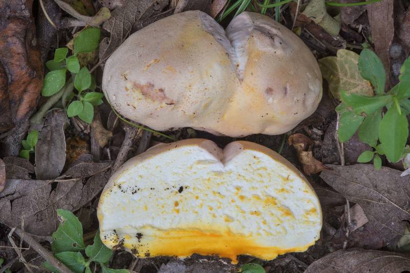 Orange-staining puffball mushroom (Calvatia rubroflava, Calvatia rugosa) in Lemontree Park. College Station, Texas, November 8, 2017