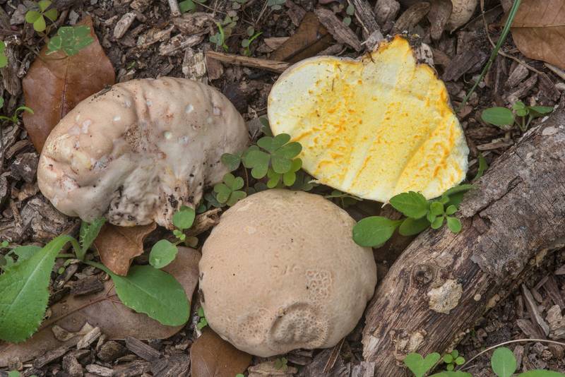 Orange-staining puffball mushroom (<B>Calvatia rubroflava</B>, Calvatia rugosa) in Bee Creek Park. College Station, Texas, <A HREF="../date-en/2017-11-16.htm">November 16, 2017</A>