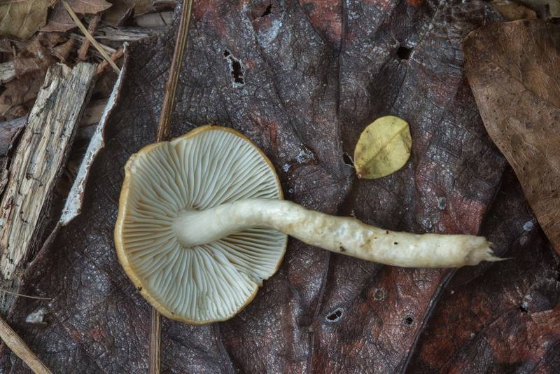 Gills of Red-brown Slimy Stem Limacella mushroom (Limacella glischra) in Bee Creek Park. College Station, Texas, November 16, 2017