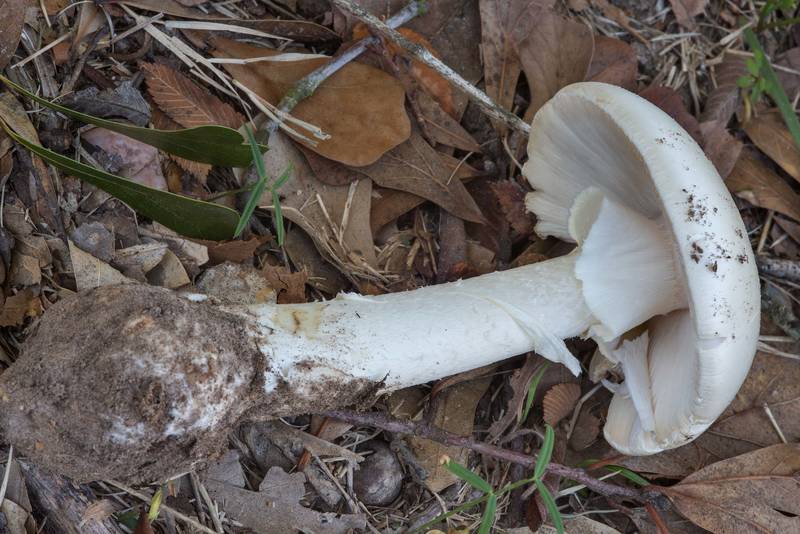 Destroying angel mushroom Amanita bisporigera in Wolf Pen Creek Park. College Station, Texas, November 19, 2017