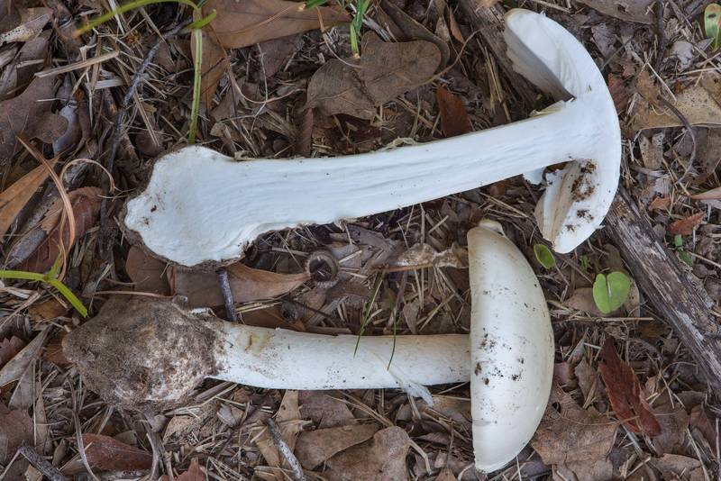 Dissected destroying angel mushroom <B>Amanita bisporigera</B> in Wolf Pen Creek Park. College Station, Texas, <A HREF="../date-en/2017-11-19.htm">November 19, 2017</A>