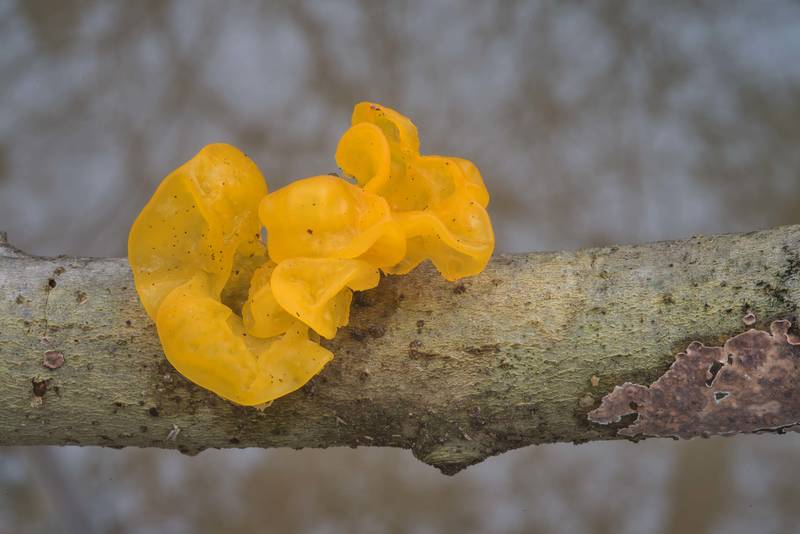 Golden jelly fungus (<B>Tremella mesenterica</B>) in David E. Schob Nature Preserve at 906 Ashburn Street. College Station, Texas, <A HREF="../date-en/2018-02-25.htm">February 25, 2018</A>