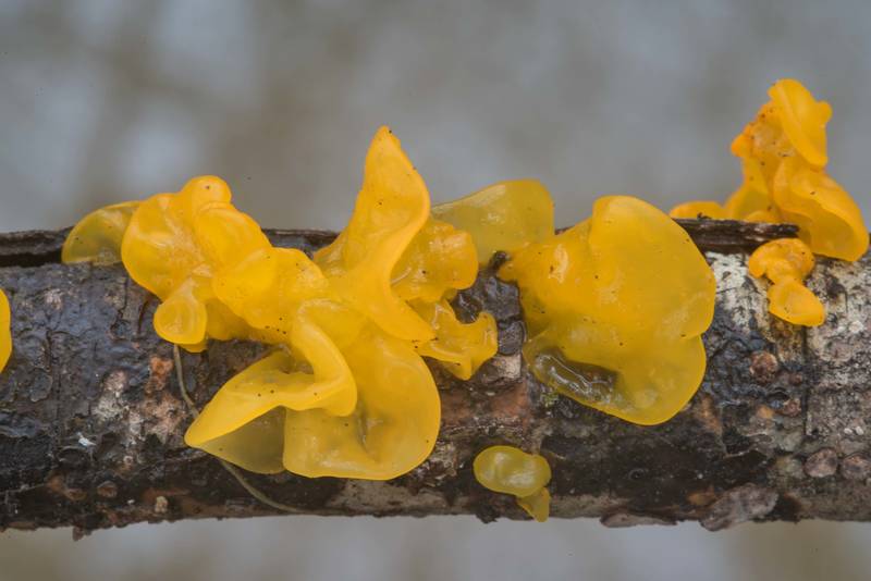 Golden jelly fungus (Tremella mesenterica) on a tree near a creek in David E. Schob Nature Preserve at 906 Ashburn Street. College Station, Texas, February 25, 2018