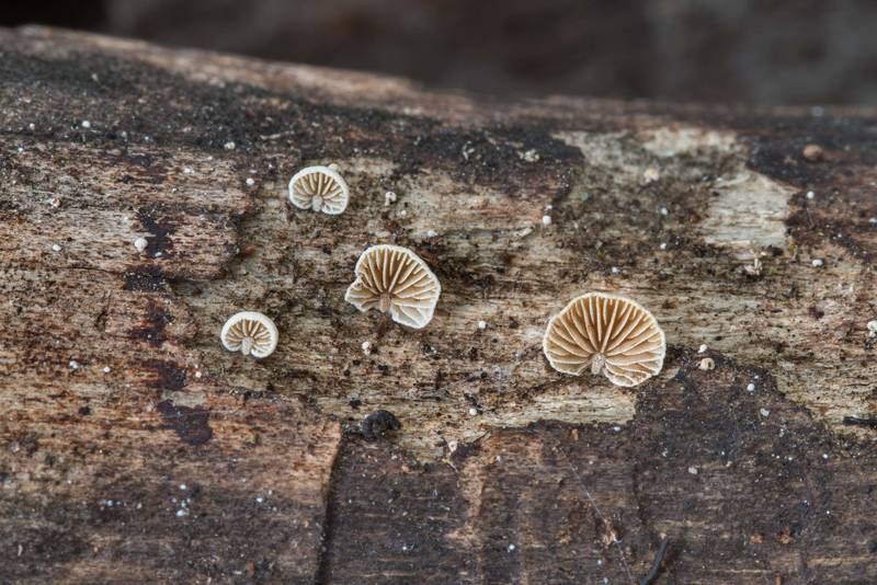 Small oysterling like mushrooms <B>Simocybe haustellaris</B> in Hensel Park. College Station, Texas, <A HREF="../date-en/2018-02-28.htm">February 28, 2018</A>