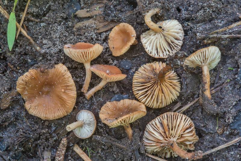 Small milkcap mushrooms <B>Lactarius neotabidus</B> on wet burnt soil on Caney Creek section of Lone Star Hiking Trail in Sam Houston National Forest near Huntsville, Texas, <A HREF="../date-en/2018-04-28.htm">April 28, 2018</A>