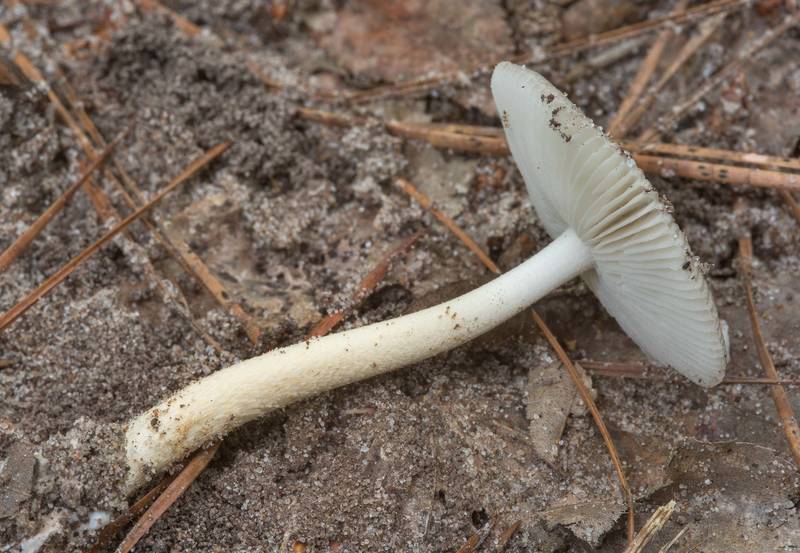 Underside of a mushroom of <B>Amanita ceciliae</B> group on Caney Creek Trail (Little Lake Creek Loop Trail) in Sam Houston National Forest, near Huntsville. Texas, <A HREF="../date-en/2018-05-26.htm">May 26, 2018</A>