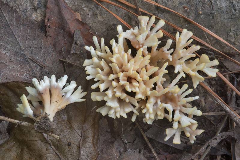 Upper view of false coral fungus (Tremellodendron schweinitzii, <B>Sebacina schweinitzii</B>) on Caney Creek Trail (Little Lake Creek Loop Trail) in Sam Houston National Forest, near Huntsville. Texas, <A HREF="../date-en/2018-05-26.htm">May 26, 2018</A>