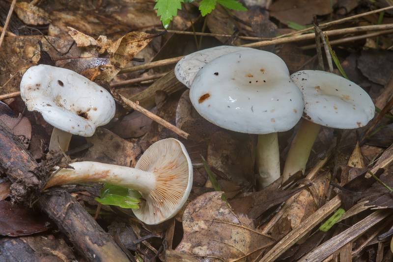White milkcap mushrooms Lactarius subvernalis var. cokeri in Lick Creek Park. College Station, Texas, June 4, 2018