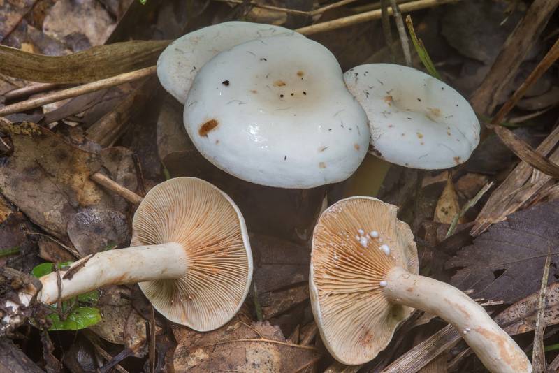 Group of milkcap mushrooms Lactarius subvernalis var. cokeri in Lick Creek Park. College Station, Texas, June 4, 2018