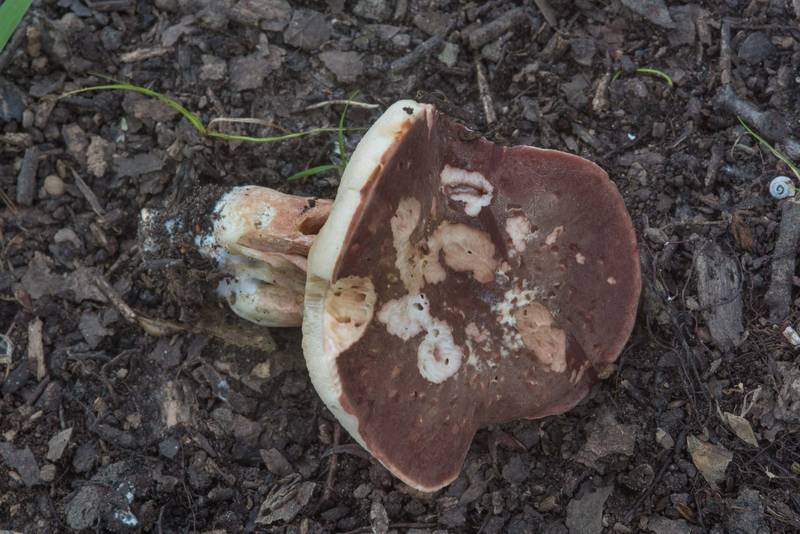 Bolete mushroom <B>Xanthoconium purpureum</B> in Lick Creek Park. College Station, Texas, <A HREF="../date-en/2018-06-10.htm">June 10, 2018</A>