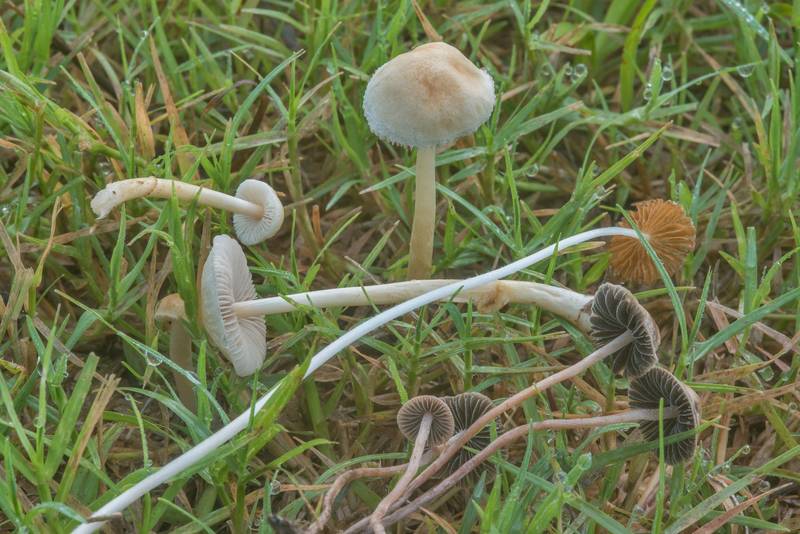 Small lawn mushrooms Agrocybe retigera, turf mottlegill (Panaeolus fimicola) and Parasola in Lick Creek Park. College Station, Texas, June 21, 2018