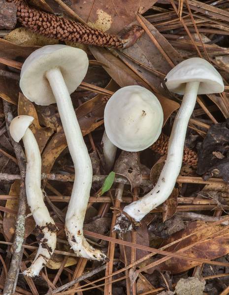 Young bolete mushrooms Leccinellum albellum on Sundew Trail in Big Thicket National Preserve. Kountze, Texas, June 23, 2018