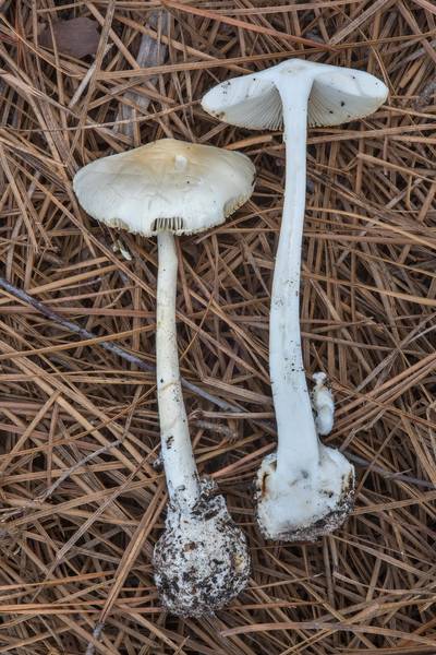 Dissected destroying angel mushroom Amanita bisporigera on Sundew Trail in Big Thicket National Preserve. Kountze, Texas, June 23, 2018