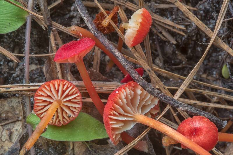 Small bright red waxcap mushrooms Hygrocybe subsect. Squamulosae or may be Hygrocybe mississippiensis on Caney Creek section of Lone Star Hiking Trail in Sam Houston National Forest near Huntsville, Texas, June 30, 2018