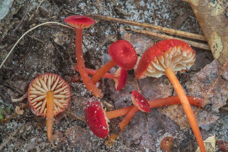 Bright red waxcap mushrooms Hygrocybe subsect. Squamulosae or may be Hygrocybe mississippiensis found on a small wet slope near a trail descending from pine forest to a creek valley on Caney Creek section of Lone Star Hiking Trail in Sam Houston National Forest near Huntsville, Texas, June 30, 2018
