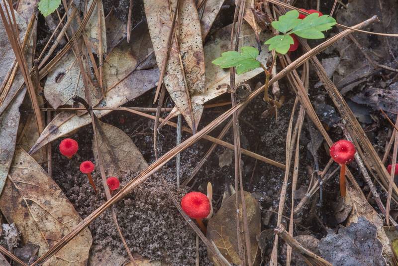 Red waxcap mushrooms Hygrocybe subsect. Squamulosae or may be <B>Hygrocybe mississippiensis</B> on a small slope on Caney Creek section of Lone Star Hiking Trail in Sam Houston National Forest near Huntsville, Texas, <A HREF="../date-en/2018-07-15.htm">July 15, 2018</A>