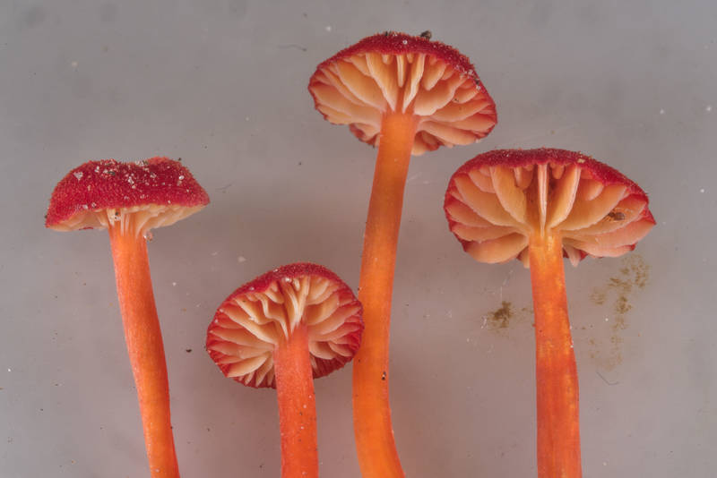 Gills of waxcap mushrooms Hygrocybe subsect. Squamulosae or may be <B>Hygrocybe mississippiensis</B> on Caney Creek section of Lone Star Hiking Trail in Sam Houston National Forest near Huntsville, Texas, <A HREF="../date-en/2018-07-15.htm">July 15, 2018</A>