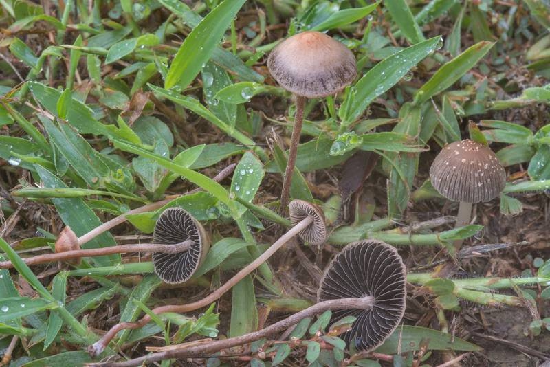 Turf mottlegill (<B>Panaeolus fimicola</B>) and Coprinopsis mushrooms on a lawn in Lick Creek Park. College Station, Texas, <A HREF="../date-en/2018-09-11.htm">September 11, 2018</A>