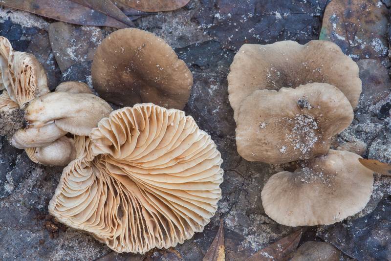 Milkcap mushrooms Lactarius subplinthogalus near the creek on Caney Creek Trail (Little Lake Creek Loop Trail) in Sam Houston National Forest near Huntsville. Texas, October 6, 2018
