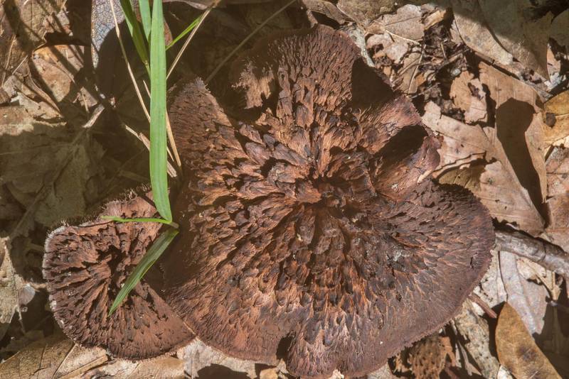 Scaly caps of <B>Sarcodon atroviridis</B> mushrooms in Big Creek Scenic Area of Sam Houston National Forest. Shepherd, Texas, <A HREF="../date-en/2018-10-28.htm">October 28, 2018</A>