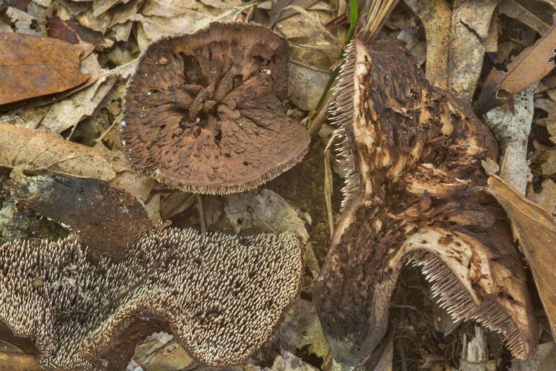 Dissected Sarcodon atroviridis mushrooms in Big Creek Scenic Area of Sam Houston National Forest. Shepherd, Texas, October 28, 2018