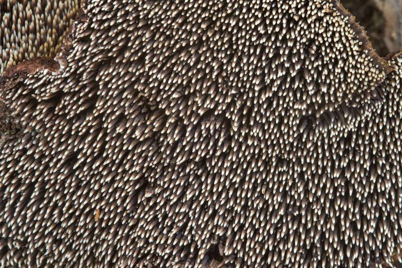 Underside tooth surface of Sarcodon atroviridis mushroom in Big Creek Scenic Area of Sam Houston National Forest. Shepherd, Texas, October 28, 2018